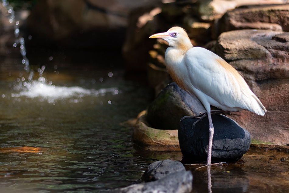 KL Bird Park